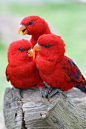 Red Lories