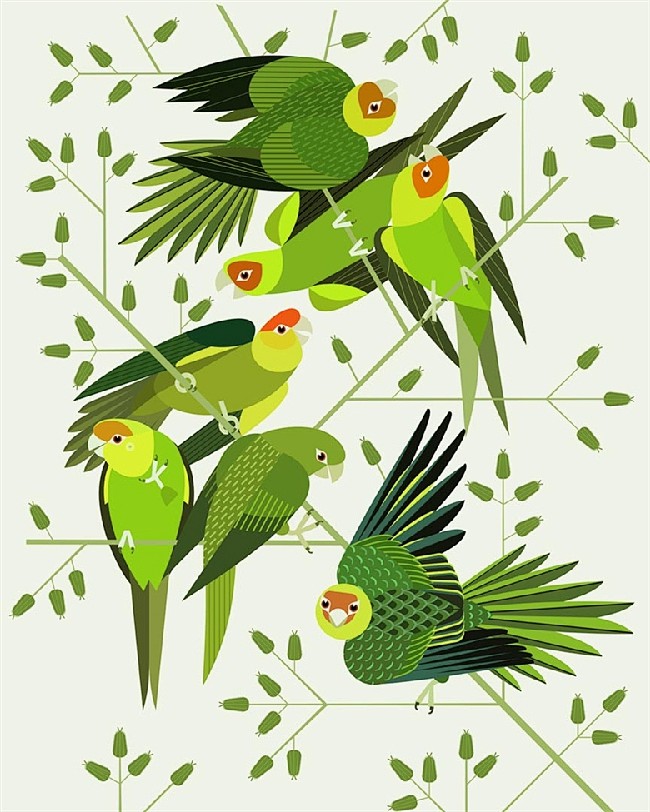 鸟之插画精选8600图丨小鸟平面绘画插画...