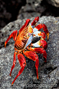 Sally Lightfoot Crab (Graspus graspus), searching for algae in the intertidal zone / Santa Cruz Island, Galapagos, Equador