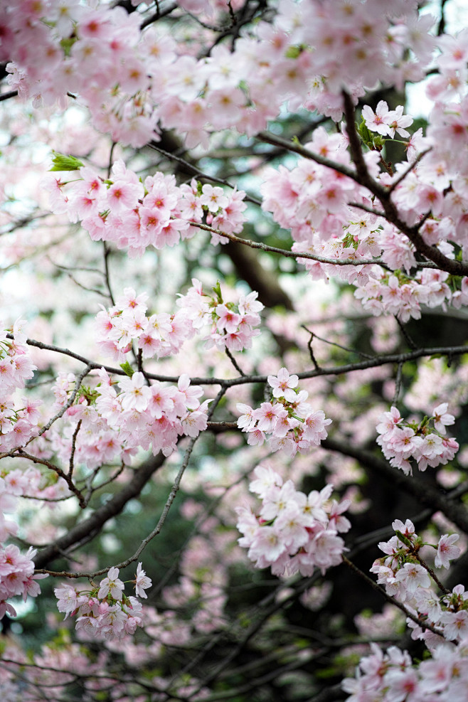 全部尺寸 | Sakura at Shi...