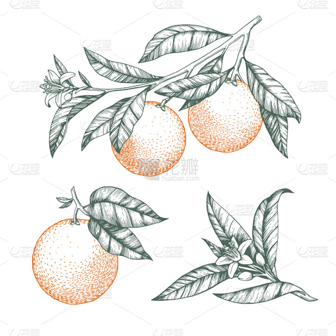 橙子,绘画插图,花朵,枝,柑橘属,叶子,...