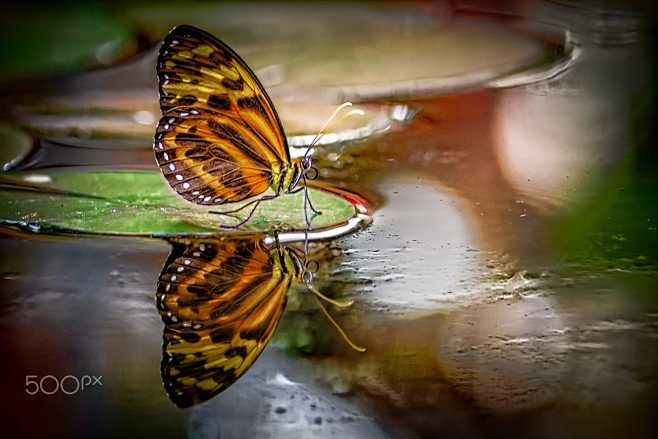 蛱蝶
Butterfly by Gera...