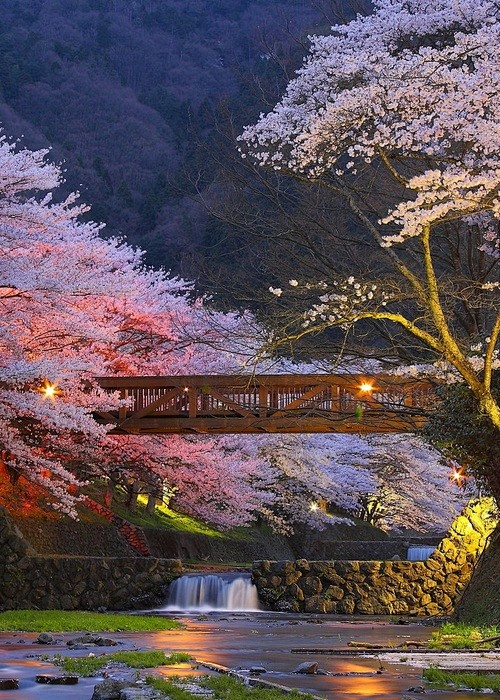 樱花在日本京都，日本。
