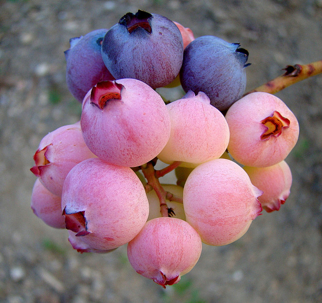蓝莓。Coimbrões，维塞乌，葡萄牙