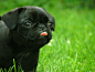 Animals grass dogs pugs puppies canine mammals wallpaper | 2048x1536 | 8064 | WallpaperUP