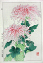 Chrysanthemum - Shodo Kawarazaki