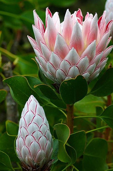 国王海神花（Protea cynaroi...