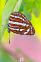 Aloke Sahu在 500px 上的照片Limenitid butterfly