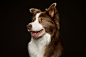 Nova Scotia Duck Tolling Retriever portrait : Commercial dog photograher