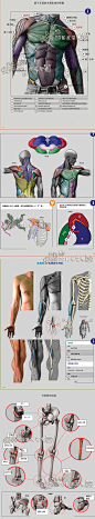 293 雕塑家的解刨学 Anatomy 中文版 人体结构美术资料ZBrush原画-淘宝网