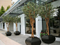 Planters unusual shape repined by www.claudiadeyongdesigns.com love the olive trees !!!