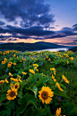 Sunflowers, Rowena Crest, Washington
photo via sammy #采集大赛# #美景#