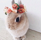 rabbit flower | Tumblr