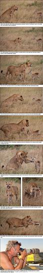 封新城：一道哲学题。//@环球时报:小羚能从狮子那里得到母爱吗？