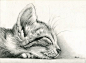 sleeping Kitten by art-it-art.deviantart.com on @deviantART...Graphit, Bleistift Zeichnung auf 200 Gramm Künstlerpapier  ...Tiger Kitten  ...original  Pencil drawing  ...Format: 18 x 25 cm - 7 x 10 inches