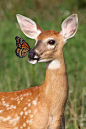 the butterfly and the deer