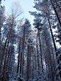 芬兰冬景芬兰，冬天，湖，雪，夕阳