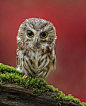 Saw-Whet Owl by David Hemmings