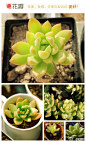 #花瓣花语录#黄丽Sedum adolphii，景天科景天属多年生多肉植物，蜡质的叶片呈现特别的金黄色，喜欢充足的阳光，光线不足虽然也能生长，但颜色会比较暗淡。日光浴之后，边缘会变成漂亮的红色，是非常受欢迎的多肉植物。夏季要保持盆土稍干，避免暴晒。宝石花的魅力，不败的玫瑰！图/络@北坤人素材