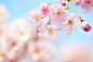 全部尺寸 | Sakura blossoms | Flickr - 相片分享！