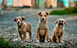 狗狗 - Portrait of three dogs on dirt road