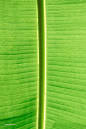 热带植物棕榈叶纹理背景 (11)