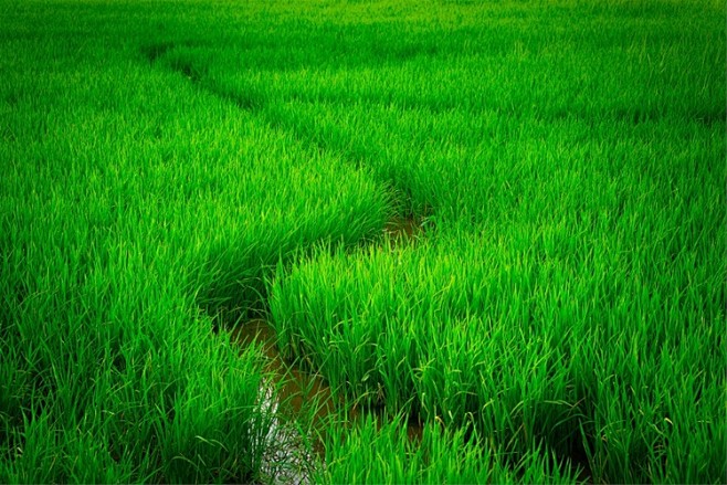 Rice Field by Muhamm...