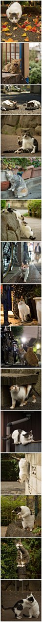【一举一动都融化爱猫人】日本摄影师Masayuki Oki是一位为猫咪深深着迷的人，致力于捕捉日本街道上这些小动物的身影。想要让它们留露出最自然的一面还得先营造出放松的氛围，将光线与时间抓到位才有办法将它们的模样完美呈现，Masayuki不仅具备这些技巧，还能在照片中让人感受到故事性，无论是逗趣、亲 ​​​​...展开全文c