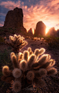 Cholla Cactus, Kofa Mountains, SW Arizona