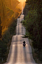 Bolgheri, Tuscany, Italy