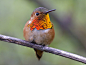 Photograph Allen's Hummingbird by Jouko van der Kruijssen on 500px