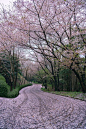 Pink carpet with cherry petals, Kagawa, Japan