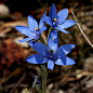 Thelymitra crinita。蓝女士太阳兰