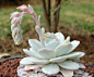 景天科拟石莲花属【雪莲】Echeveria Lauii 肥厚的叶片如汤匙般，顶端圆钝或稍尖（其中顶端圆钝的称'圆叶雪莲'）。褐绿的叶片被浓厚的灰白或浅蓝灰色粉末覆盖，极为圣洁美丽。橘红色穗状小花在春季开放。