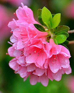 花花花非花采集到花儿