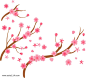 清晰唯美樱花树插画