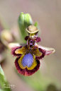 角蜂眉兰Ophrys speculum
Ophrys Speculum by Eduardo Muñoz on 500px