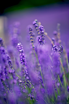 水中石采集到花花世界