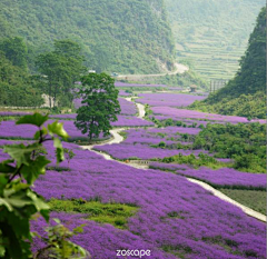 亦青1121采集到花海