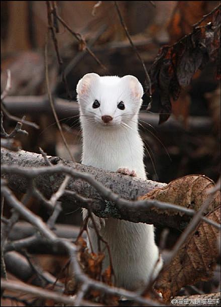 这货叫伶鼬（Least Weasel ）...