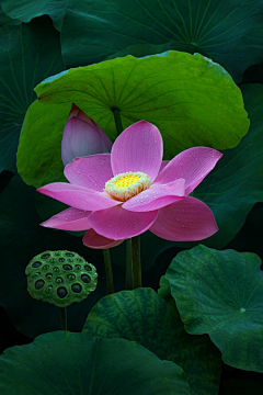 朝花夕露采集到花语人间