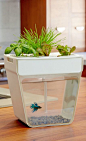 AquaFarm | self-cleaning fish tank that grows food