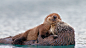 在美国阿拉斯加的威廉王子湾，这只小海獭非常满足于在凉爽的海水中拥抱它的妈妈。作为母亲，水獭非常尽职。它们会把幼崽们的注意力集中到自己身上，为它们梳理毛皮，这不仅仅是一种表达爱意的举动，这样的舔舐也可以让小海獭的毛皮保持蓬松。考虑到这些拥抱，我们把海獭作为今天举行的国家拥抱日的吉祥物。