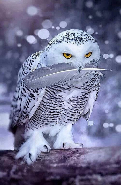 雪地猫头鹰  