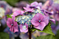 
Hydrangea macrophylla var. normalis 山绣球
 
【植物手记】绣球属_植物手记_Day Green