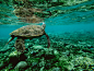 Photo of a Turtle Underwater