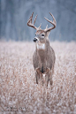 ☀Buck in field by Mike Lentz Photography on Flickr*: 