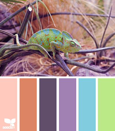 color chameleon