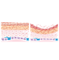 颈霜细胞结构
