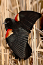 Red-winged Blackbird; Ottawa, Ontario by Ted Busby.